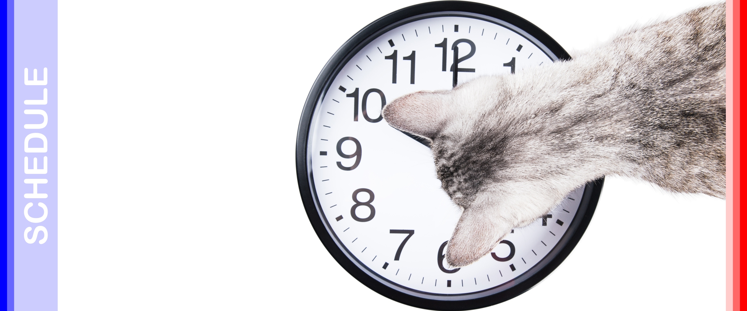 Включи кот на час. Кот с часами. Котик и часы. Котик с часасами. Коты с часами.